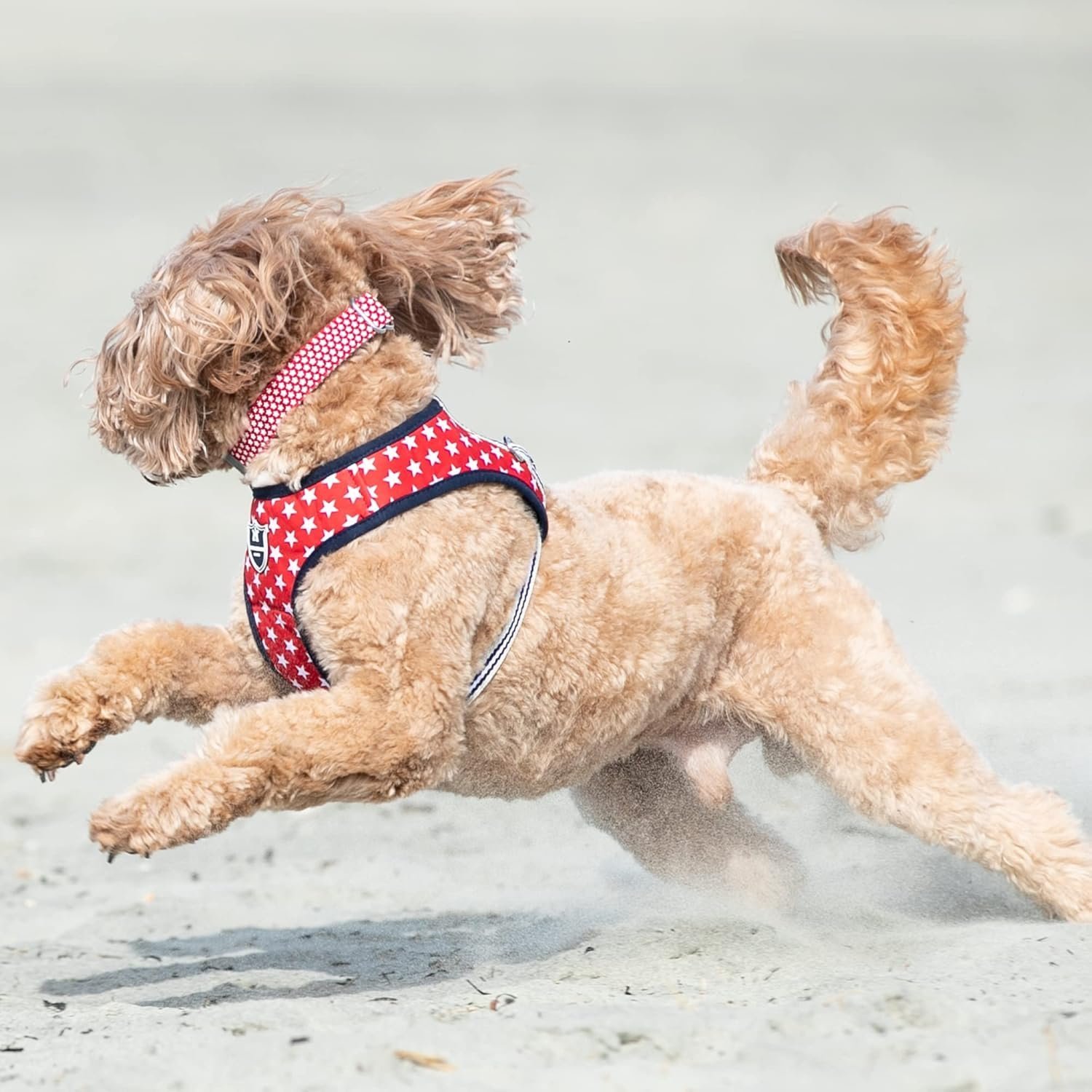 HUGO & HUDSON Nylon Dog Collar with Quick Release Safety Buckle, Red Star, M - Image 5